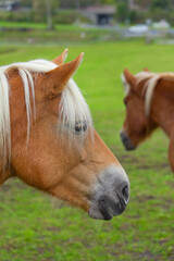 Fototapeta na wymiar Beautiful horse portrait in the paddock.