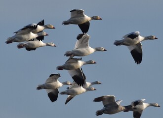 A flock of snow geese (Anser caerulescens) in flight over Merced National Wildlife Refuge in...