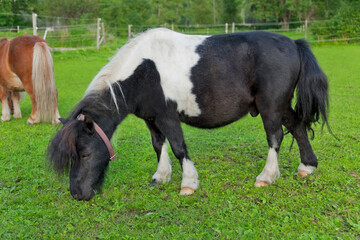 Curious ponny on the paddock