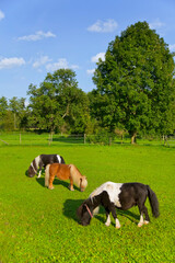 Curious ponny on the paddock