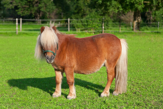Curious ponny on the paddock