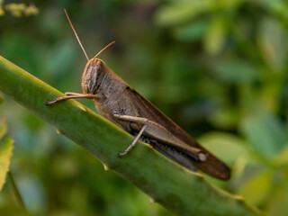 Grylloidea (Grillo) 