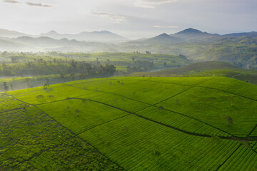 Beautiful green tea plantation with misty mountain