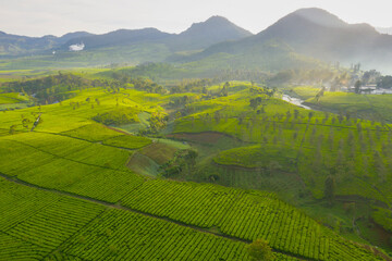 Fototapeta na wymiar Beautiful highland of tea plantation at morning