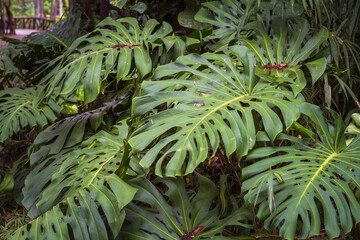 Fototapeta premium Swiss cheese plant in the park garden