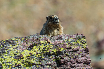 Naklejka na ściany i meble Marmot Looking Over a Rock