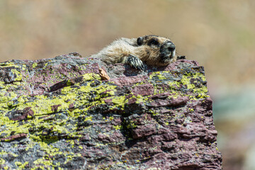 Marmot Taking a Nap