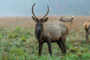 Adolescent Bull Elk Looking
