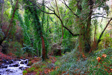 stream in the forest