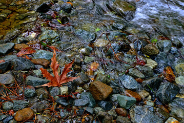 golden oak leaf in a mountain river