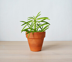 Peperomia house plant in terracotta pot on wooden desk over white