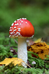 Fly Agaric