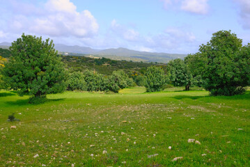 landscape with grass and blue sky