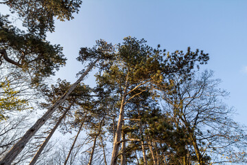 Obraz premium Forest of tall austrian pine trees seen from below with a blue sky in background taken in the park of Palic, Serbia. Also called pinus nigra or black pine, it's a coniferus from Europe.