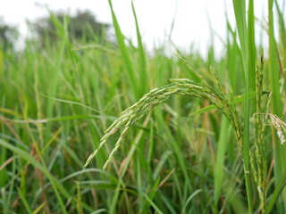 rice in the rice field texture background.