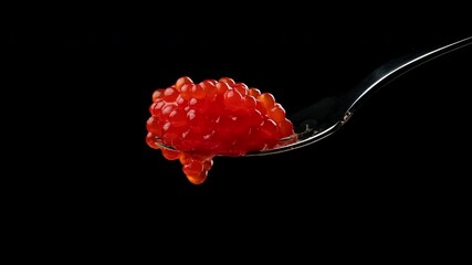 red chum salmon caviar in a metal fork on a black background, delicious and healthy food