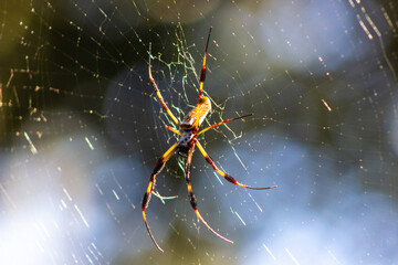 Banana Spider in its web