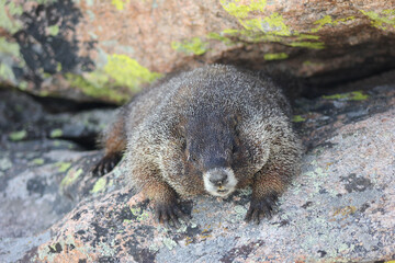 close up of a Marmot