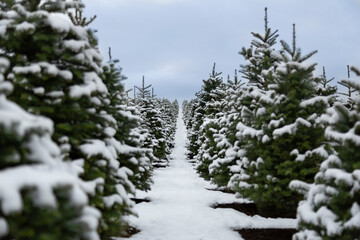 A close up low level view down a row of Douglas fir Christmas trees covered in Snow, under a clouded blue sky - Willamette Valley, Oregon