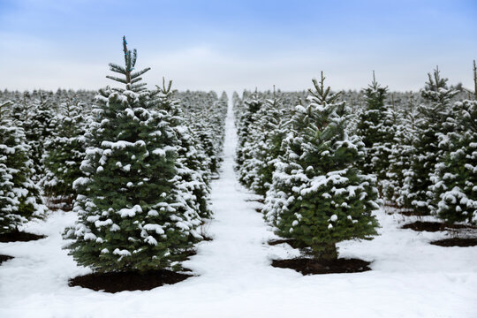 A distant, eye level view of rows of Douglas fir Christmas trees covered in snow, under a clouded blue sky - Willamette Valley, Oregon