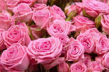 beautiful background pink roses