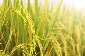 Close up ear of rice is growing in the rice fields with blur background.
