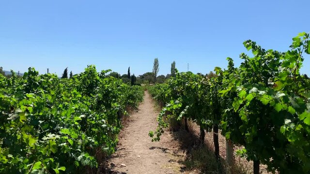 Footage of Aegean vineyard located in Urla district of Izmir province in Turkey. It is a sunny summer day.