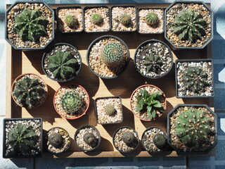 Collection of various cactus and succulent plants in different pots. Selective focus.