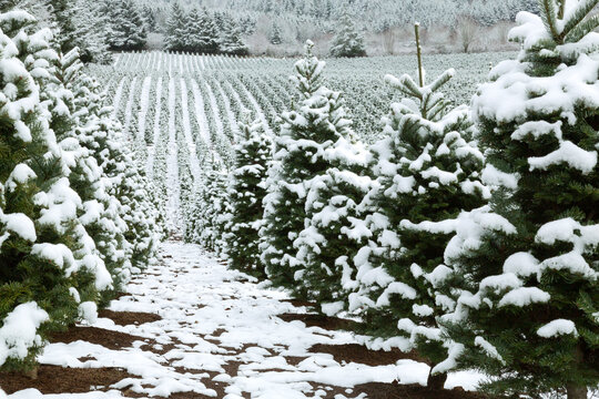 Douglas Fir, Christmas Tree Farm Covered in Snow, a Winter Wonderland, Clouded Sky Above, Daytime - Willamette Valley, Oregon