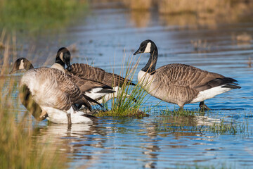 Canada Geese, Canada Goose (Branta canadensis) in environment
