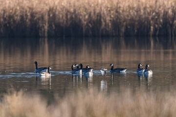 Canada Geese, Canada Goose (Branta canadensis) in environment
