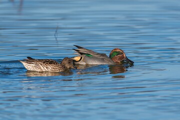 Eurasian Teal, Common Teal, Eurasian Green-winged Teal, Anas crecca
