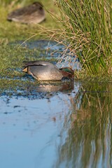 Eurasian Teal, Common Teal, Eurasian Green-winged Teal, Anas crecca