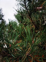 Obraz premium pine tree branches