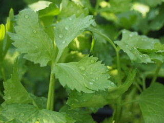 Celery leaves (leaf vegetable) in the vegetable garden for health, food and agriculture concept design. Organic celery leaves background, Selective focus.