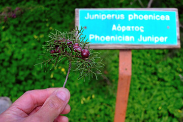 branch of coniferous plant in hand in botanical garden