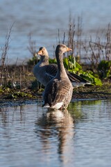 Greylag Geese, Greylag Goose, Anser anser in environment.
