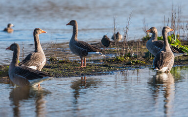 Greylag Geese, Greylag Goose, Anser anser in environment.