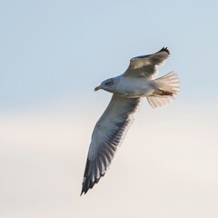 Herring Gull, European Herring Gull, Larus argentatus in the flight on the sky