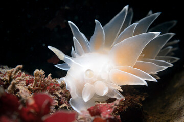 Frosted Nudibranch (Dirona albolineata)