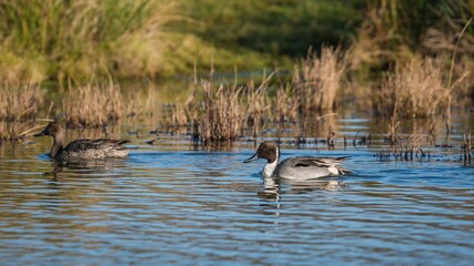 Northern Pintail, Anas acuta pair of birds in environment