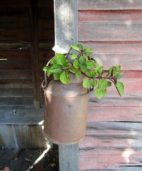 Mint plant in rusty jar planter hanging outside of outback wooden toilet.