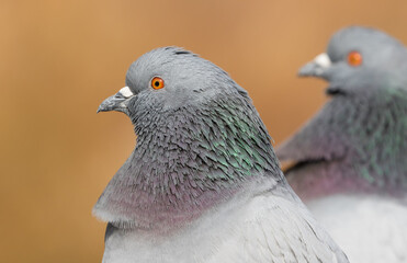 2 pigeon close ups