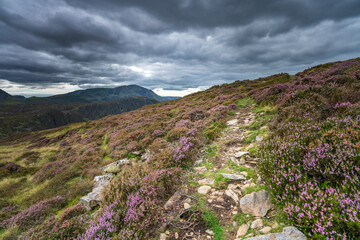 Fototapeta na wymiar Haystacks peak #ith purple flowers in the foreeground. Lake District. Cumbria