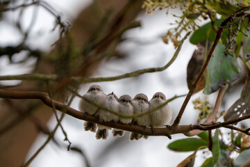 Juvenile Bushtits