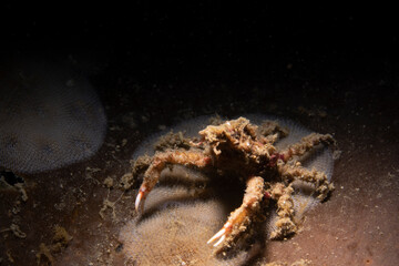 Kelp crab