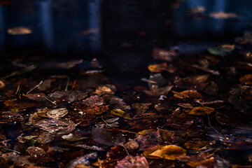 Autumn maple leaves in puddle of water.