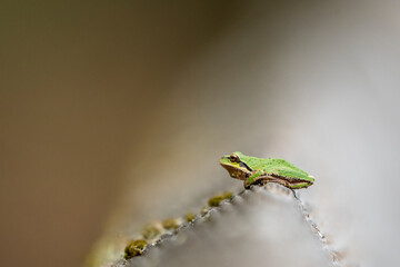 Pacific tree frog