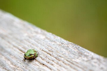 Pacific tree frog
