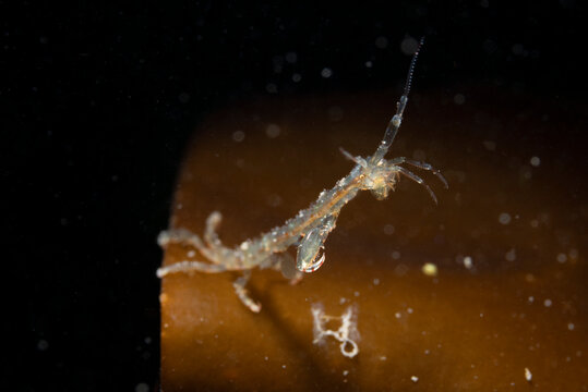 Coldwater skeleton shrimp